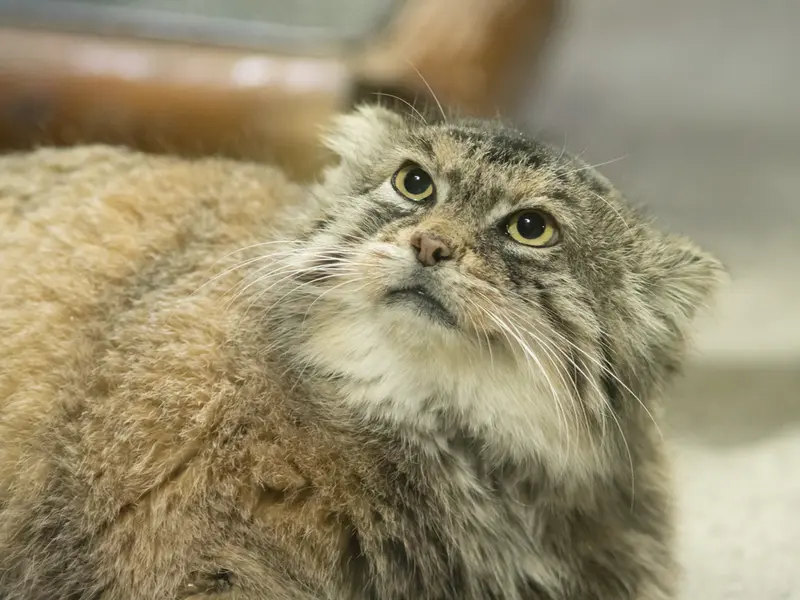 Фотография Примулы в Зоопарке Уено