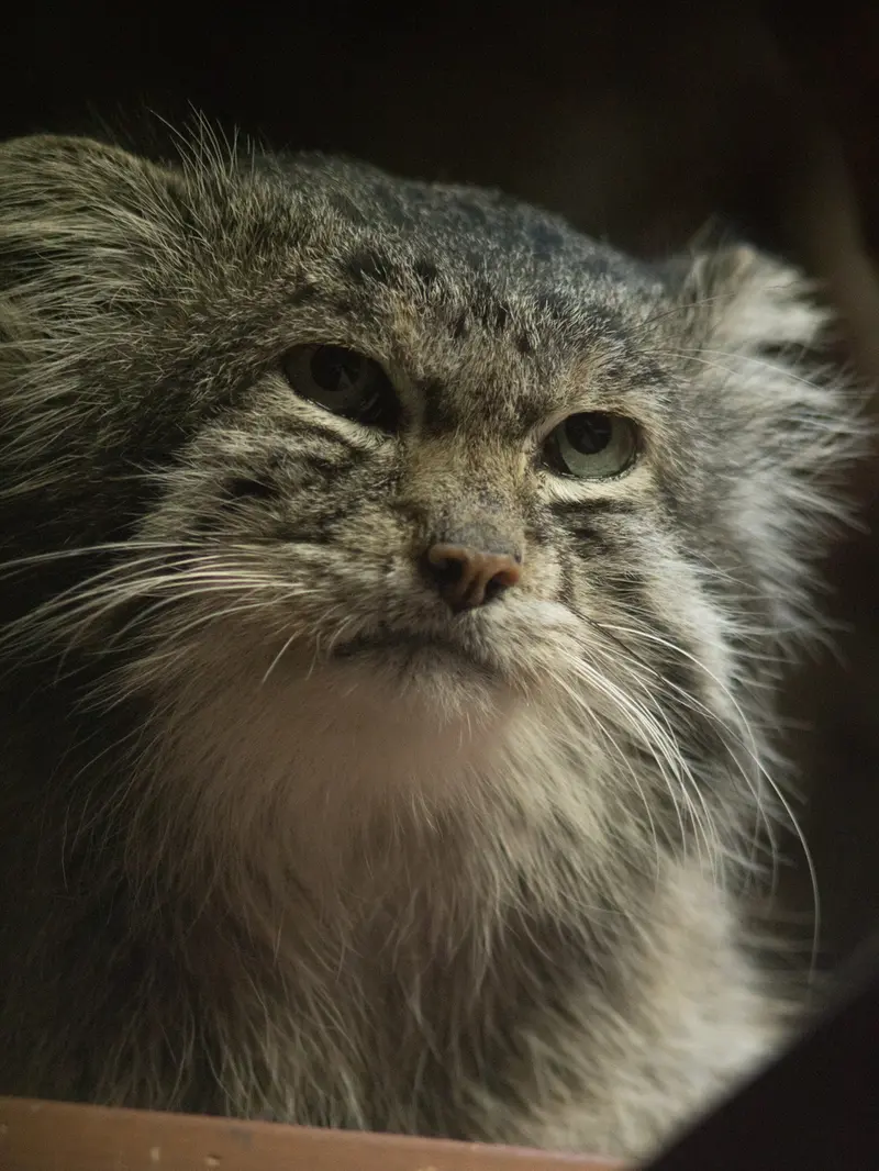 Фотография Клёна в Зоопарке Уено