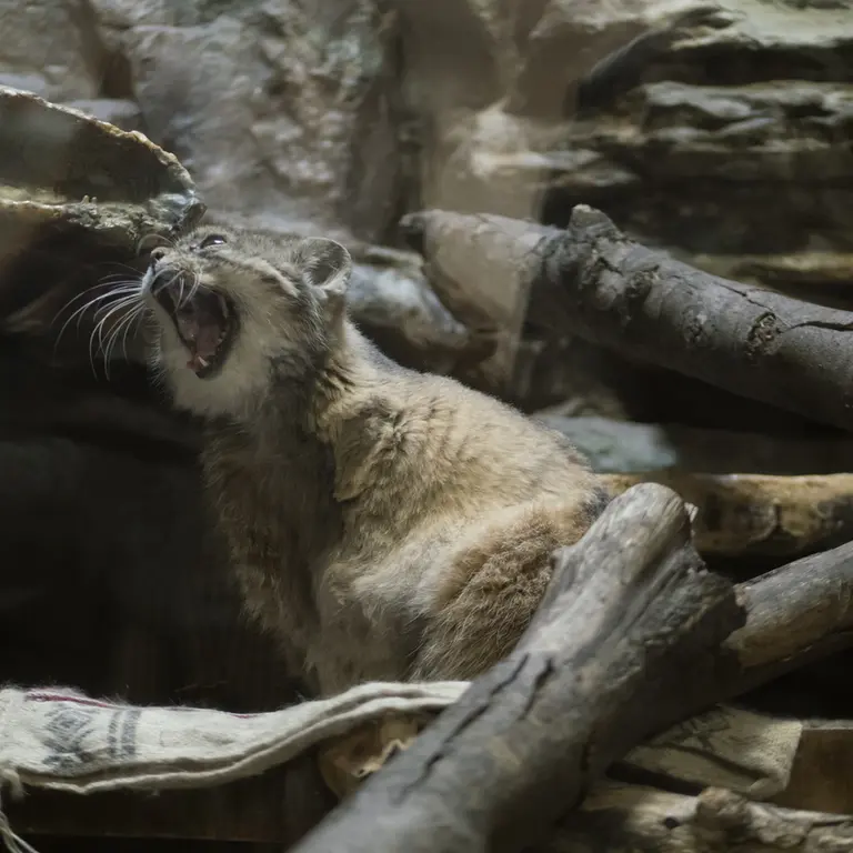 Фотография Примулы в Зоопарке Уено