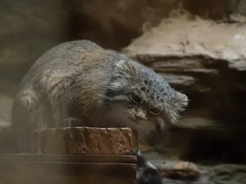 Фотография Клёна в Зоопарке Уено