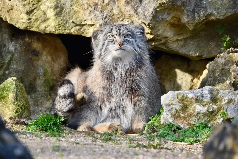 Фотография Наму в Парке диких животных Порт-Лимпн