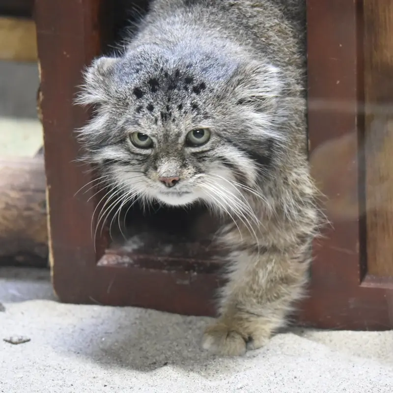 Фотография Клёна в Зоопарке Уено