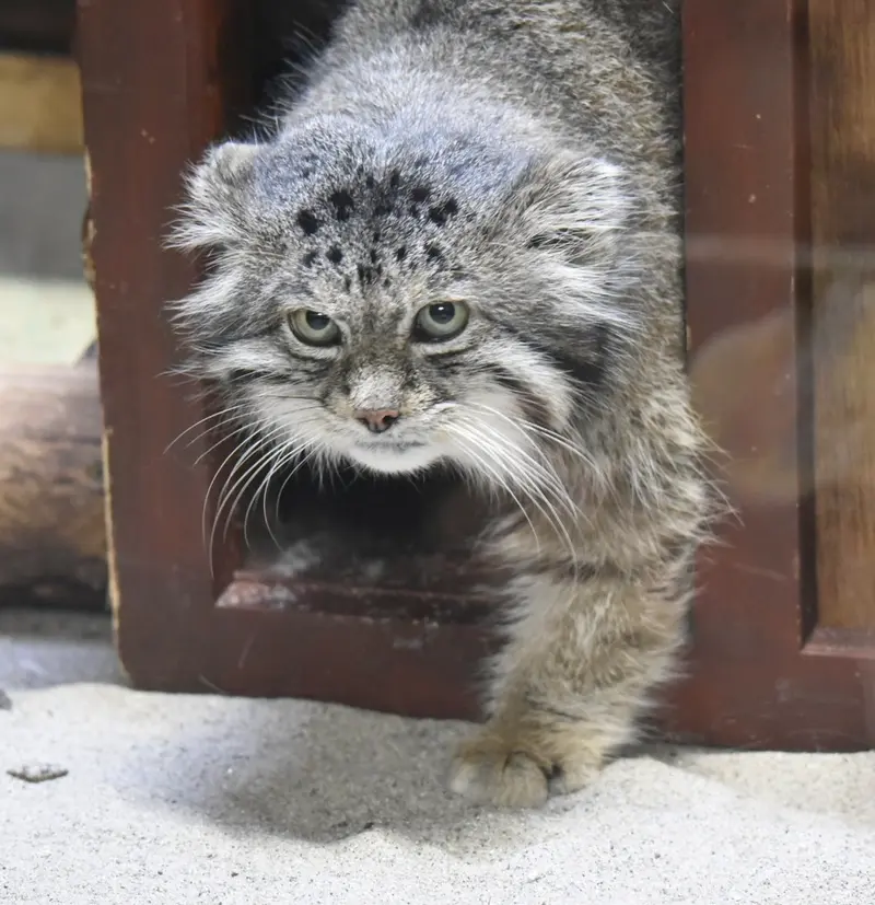 Фотография Клёна в Зоопарке Уено