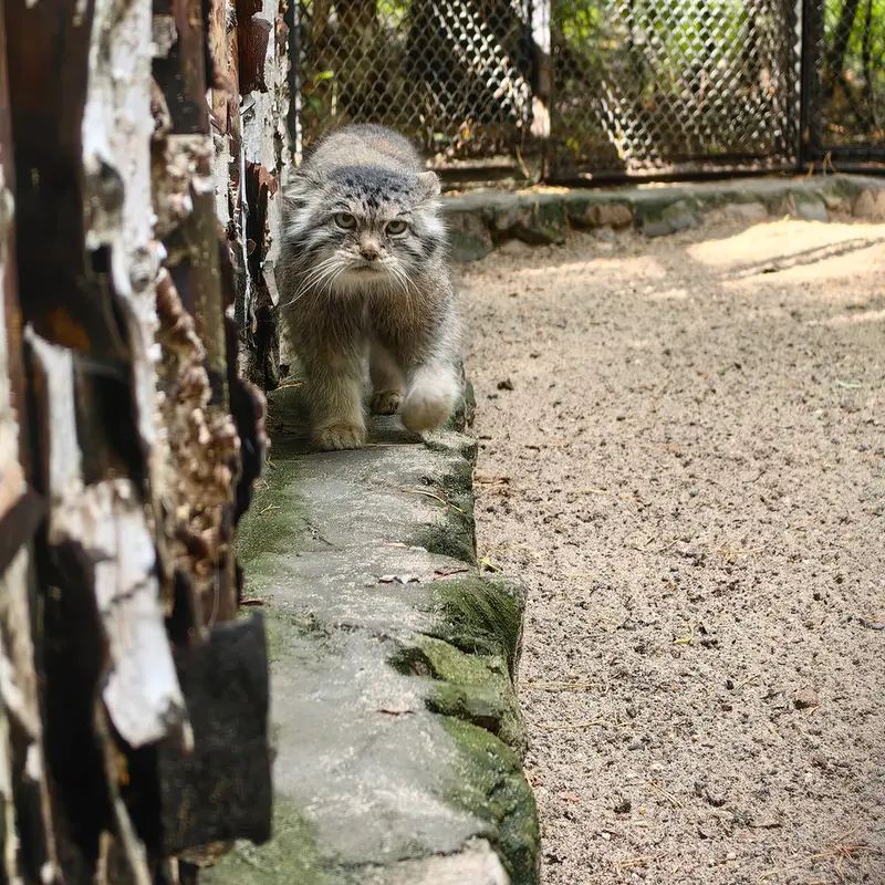 Фотография Ласточки в Новосибирском Зоопарке