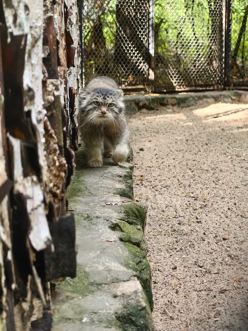 Фотография Ласточки в Новосибирском Зоопарке