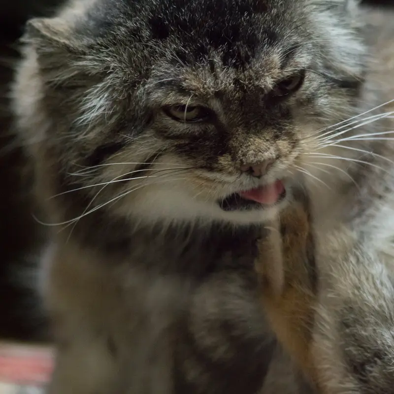 Фотография Примулы в Зоопарке Уено