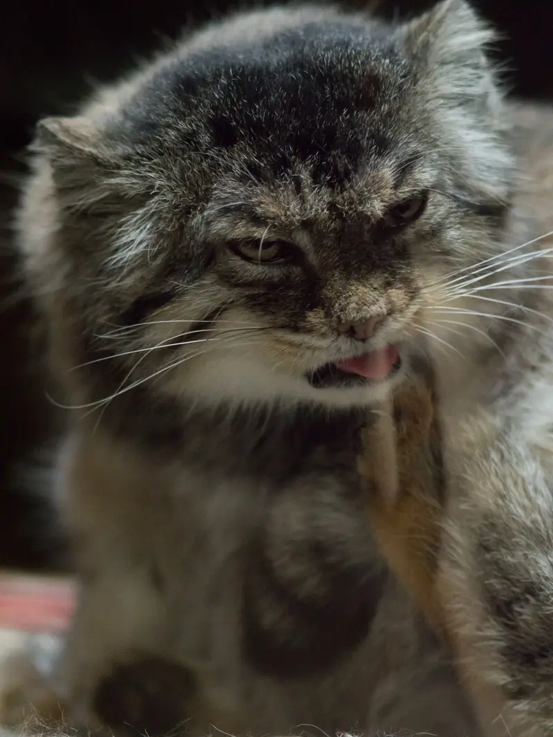 Фотография Примулы в Зоопарке Уено