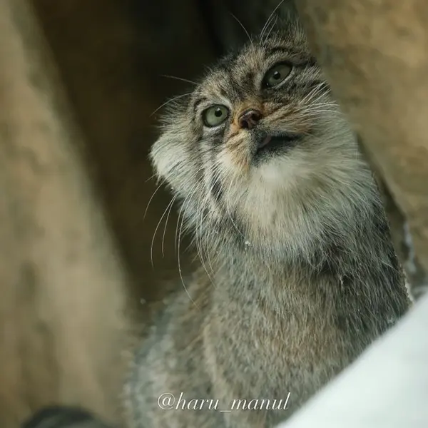 Фотография Полли в Царстве Животных Насу