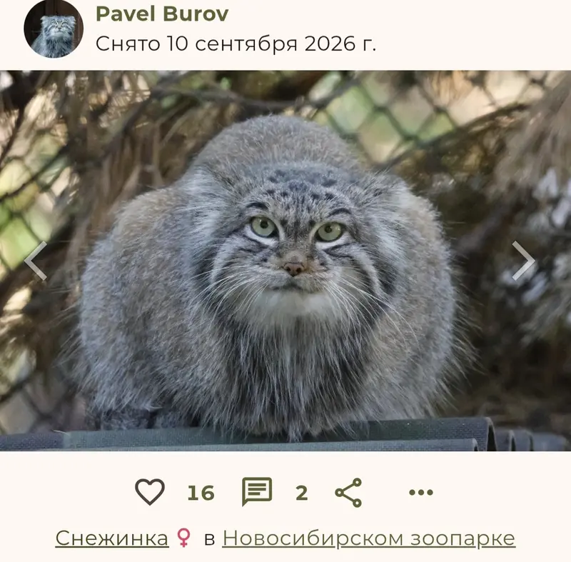 Фотография с манулом