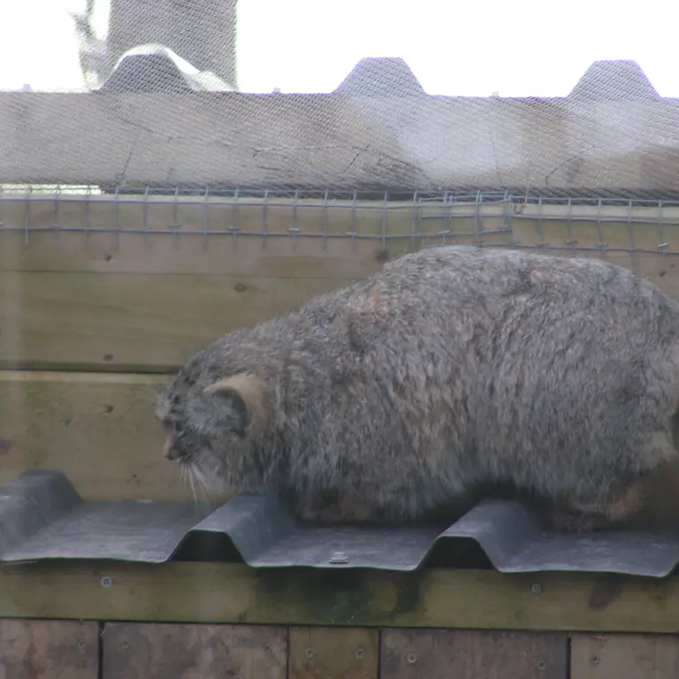 Фотография Алтая в Лэйклэнде Вайлдлайф Оазисе