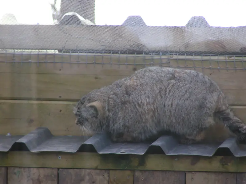 Фотография Алтая в Лэйклэнде Вайлдлайф Оазисе