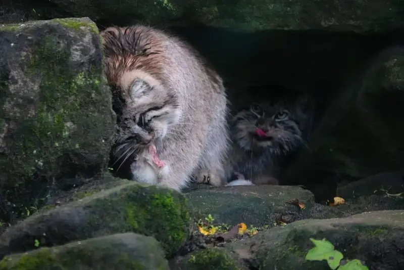 Фотография Коты в Лионском Зоопарке