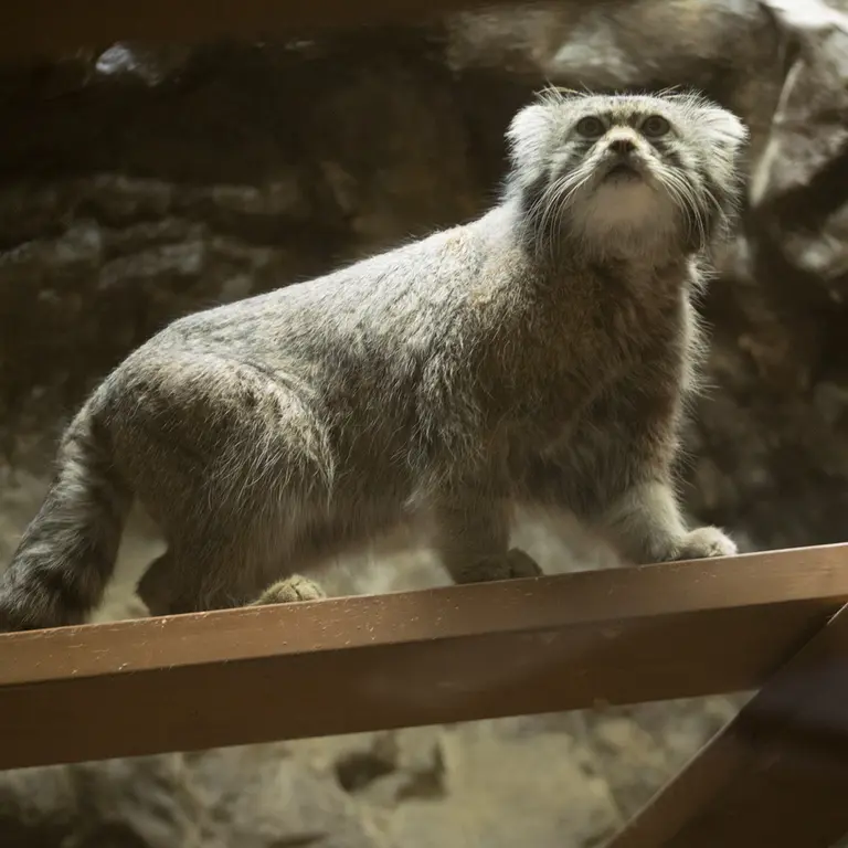 Фотография Клёна в Зоопарке Уено