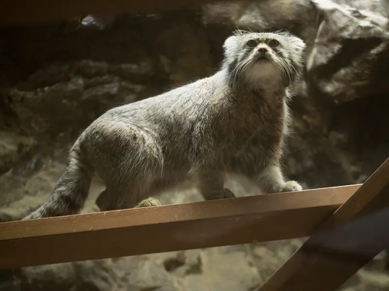 Фотография Клёна в Зоопарке Уено