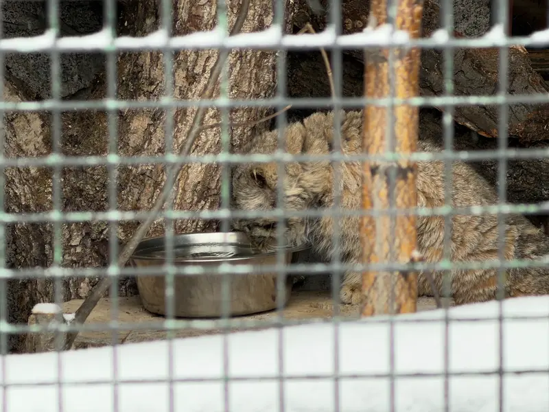 Фотография Свэна в Ленинградском Зоопарке