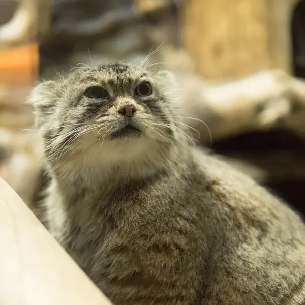 Фотография Примулы в Зоопарке Уено