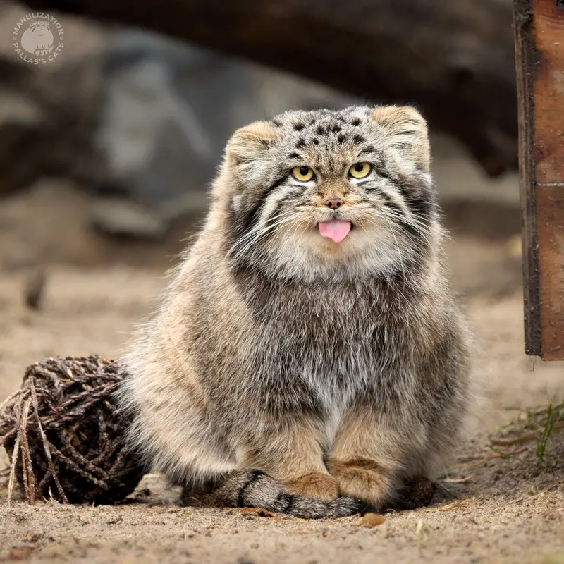 Фотография Катуни в Новосибирском Зоопарке