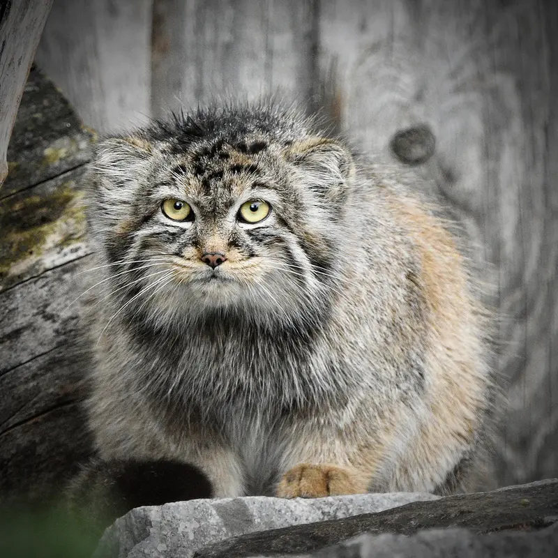 Фотография Мануэлы в Берлинском Зоопарке