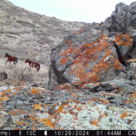 Фотография Домашняи Лошадя с фотоловушки Жиланды