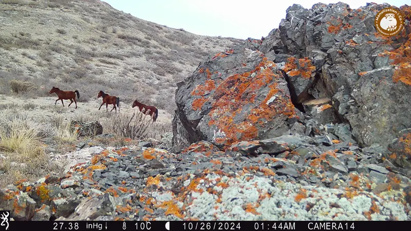Фотография Домашняи Лошадя с фотоловушки Жиланды