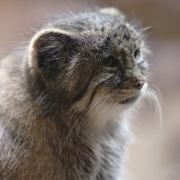 Фотография Примулы в Зоопарке Уено