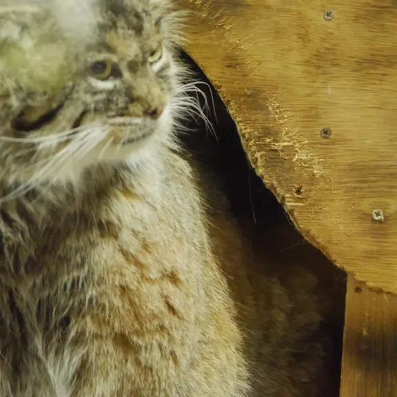 Фотография с манулом в Зоопарке Уено