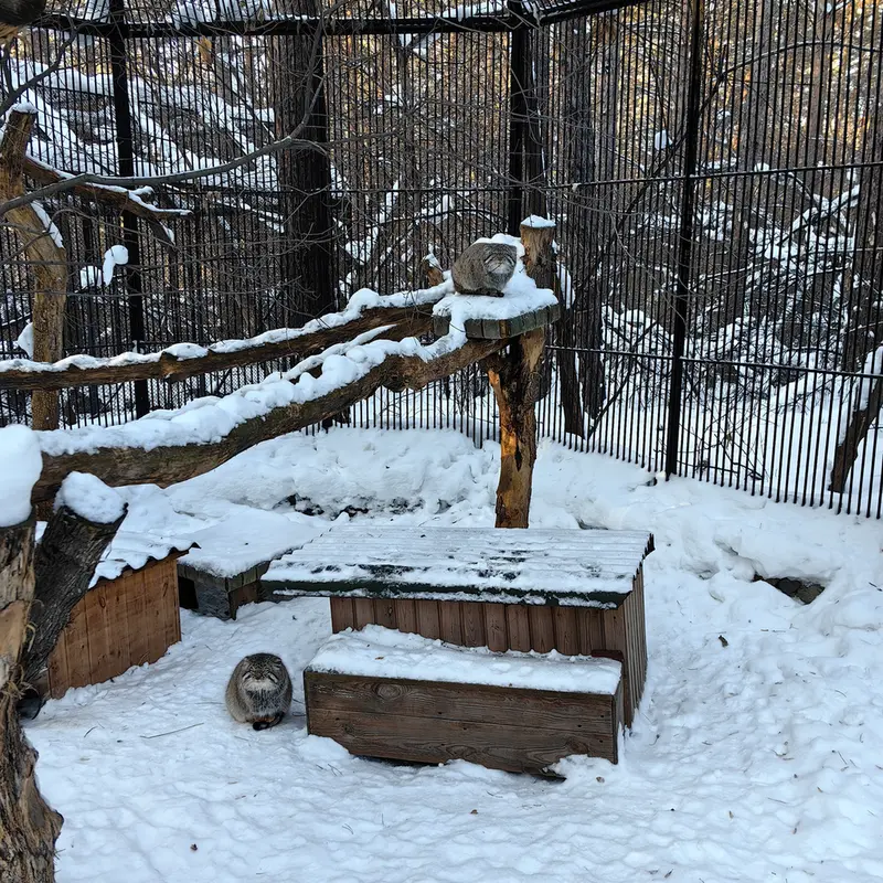 Фотография Евчика 2024 Г.р. Ⅱ в Новосибирском Зоопарке