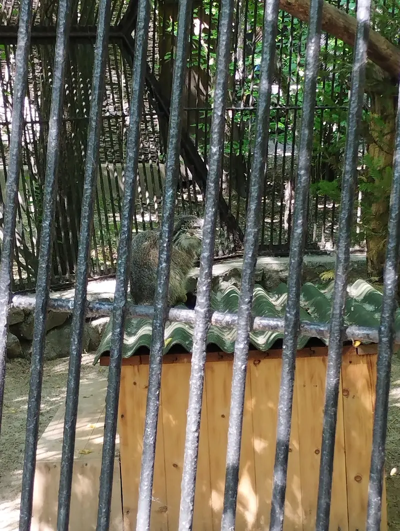 Фотография с манулом в Новосибирском Зоопарке