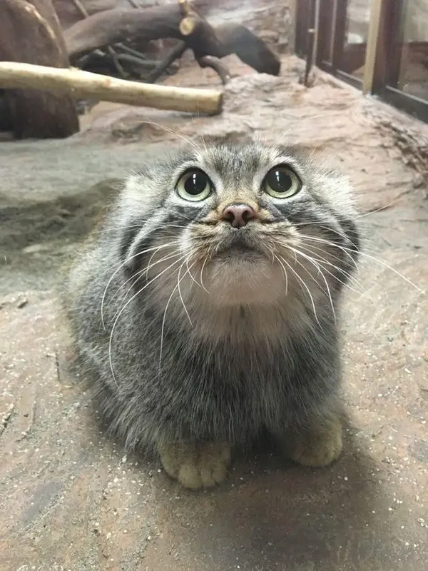 Фотография с манулом