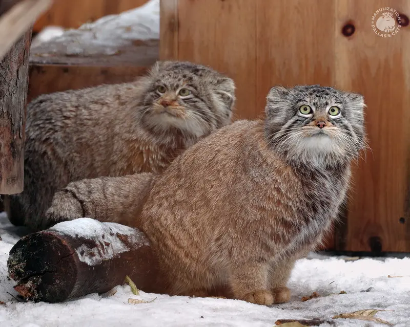 Фотография Бандита и Бруснички в Новосибирском Зоопарке