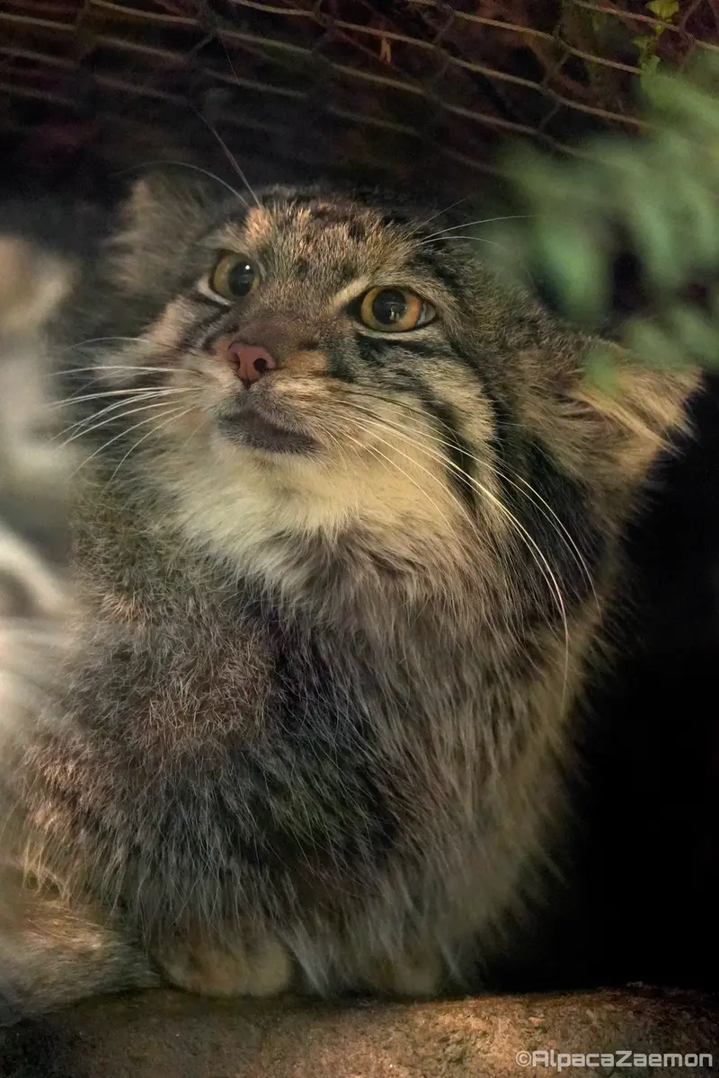 Фотография Ото в Царстве Животных Кобе