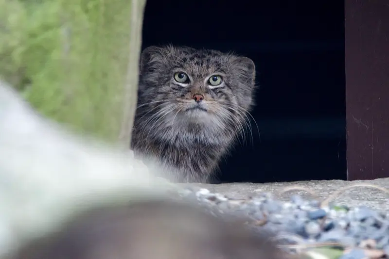 Фотография Плутона в Остравском Зоопарке