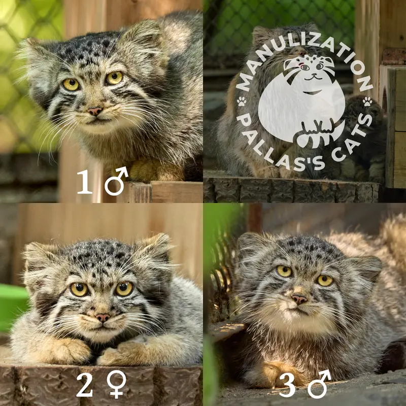Фотография Сына Адели 2026 г.р. Ⅰ, Дочь Адели 2026 г.р. Ⅱ, и Сына Адели 2026 г.р. Ⅲ в Новосибирском Зоопарке