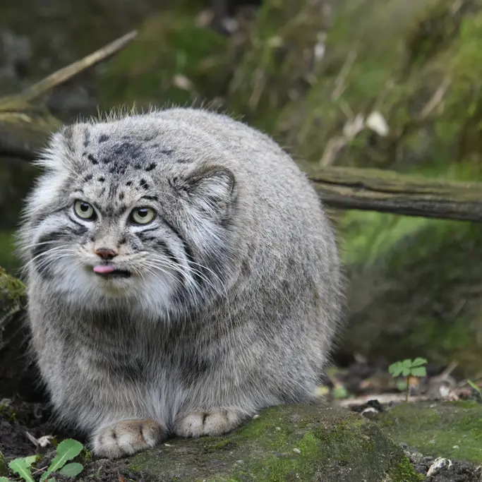 Фотография с манулом в Роттердамском Зоопарке
