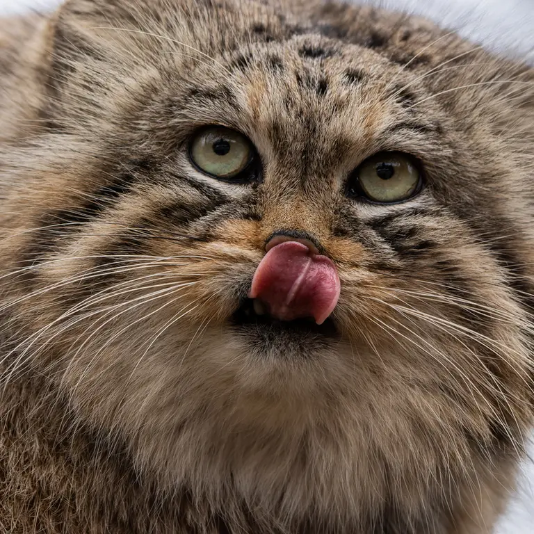 Фотография Ману в Зоопарке Брно