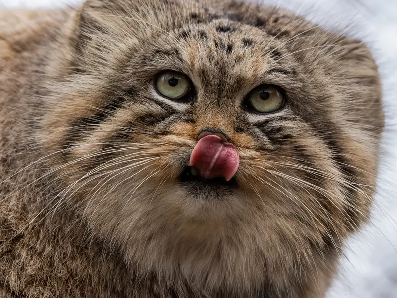 Фотография Ману в Зоопарке Брно