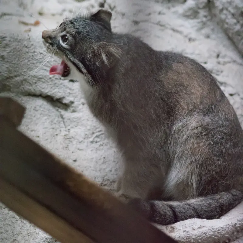 Фотография Фиги в Зоопарке Ногеяме