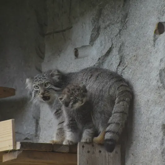 Фотография Варвары и Дарлая в Московском Зоопарке