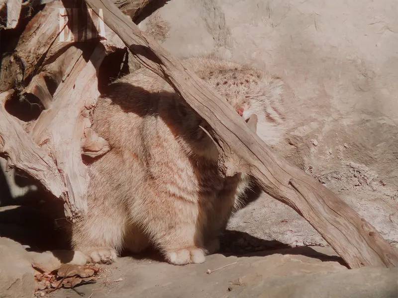 Фотография Олафа в Зоопарке Калгари / Институте Уайлдере