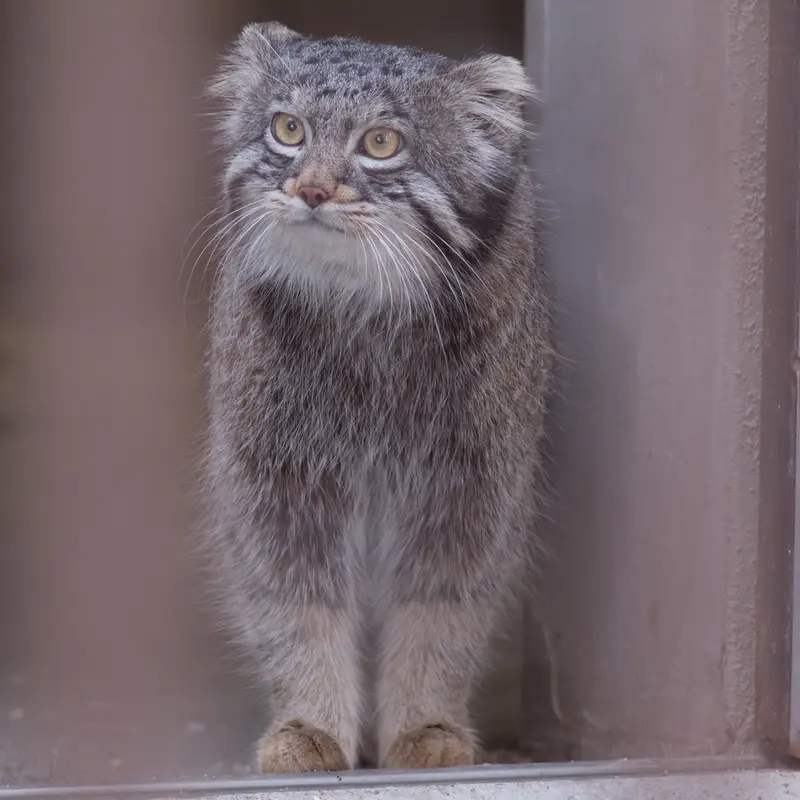 Фотография Фиги в Зоопарке Ногеяме