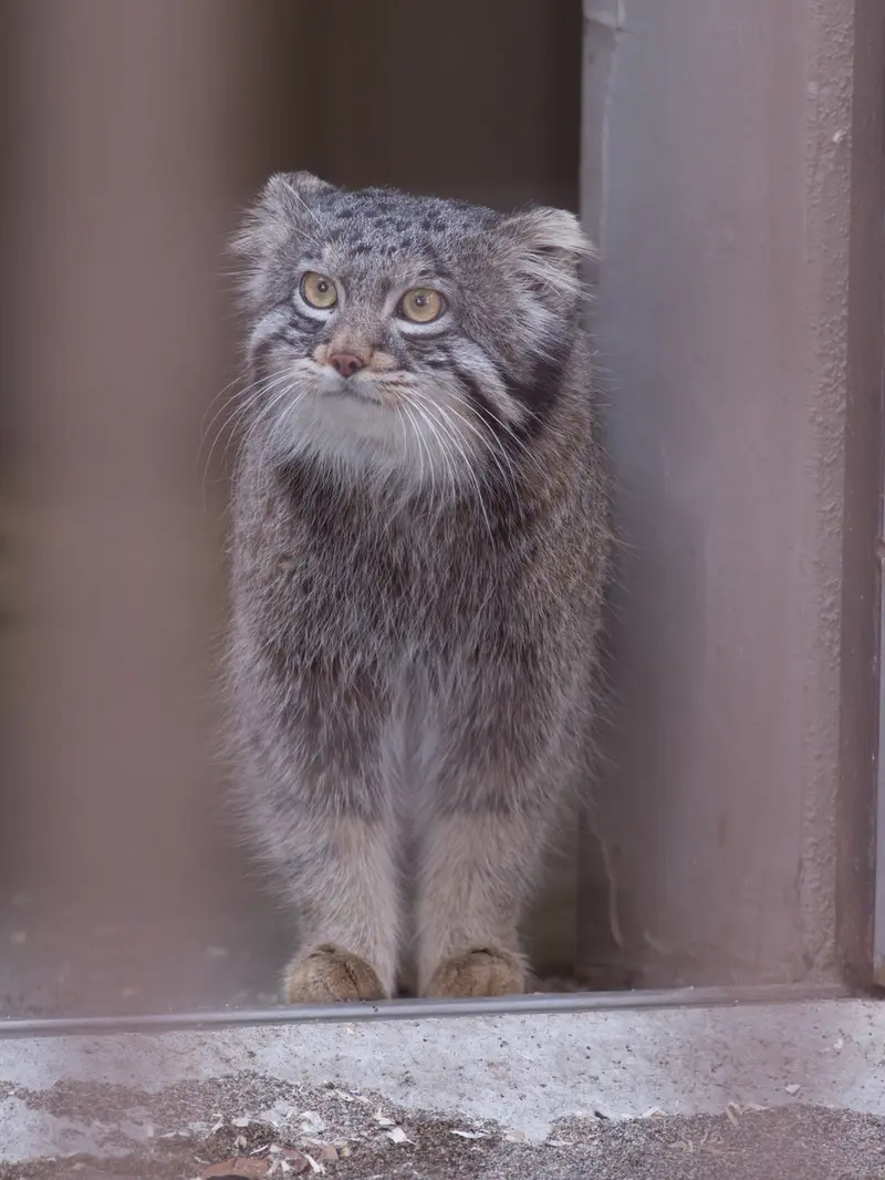 Фотография Фиги в Зоопарке Ногеяме