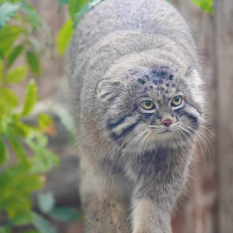 Фотография Нара в Царстве Животных Кобе