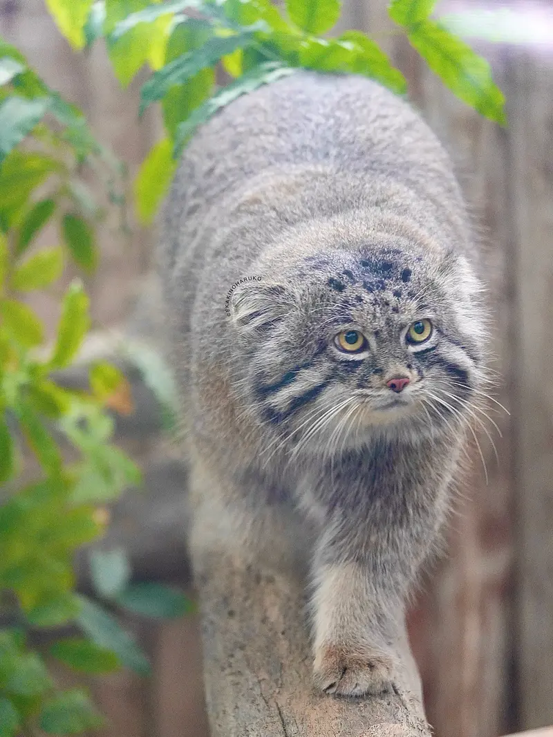 Фотография Нара в Царстве Животных Кобе