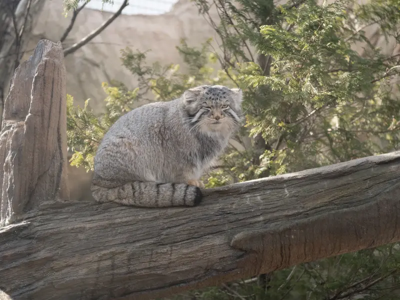Фотография Нагому в Царстве Животных Насу