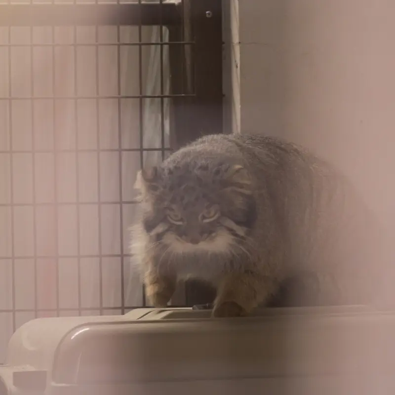 Фотография Фиги в Зоопарке Ногеяме