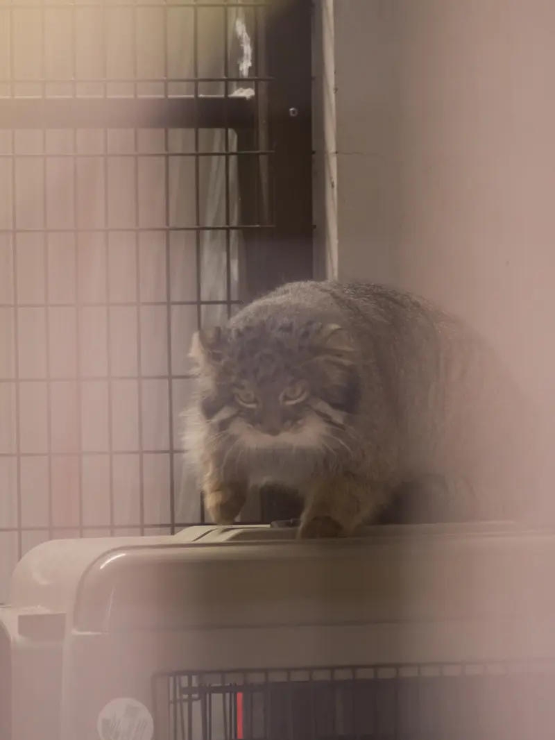 Фотография Фиги в Зоопарке Ногеяме