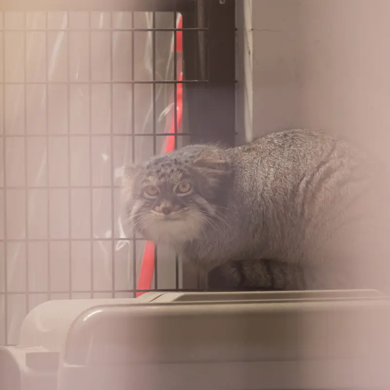 Фотография Фиги в Зоопарке Ногеяме