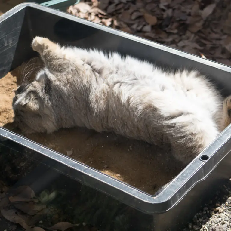 Фотография Лотоса в Детском зоопарке Сайтама