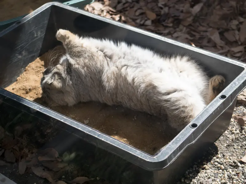 Фотография Лотоса в Детском зоопарке Сайтама