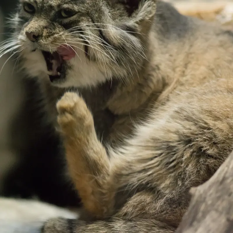 Фотография Примулы в Зоопарке Уено
